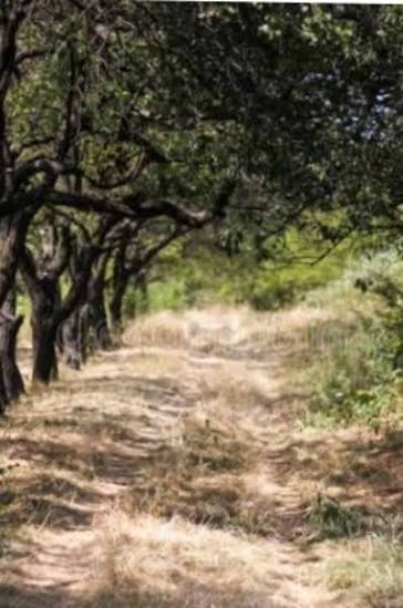 முட்கள் நிறைந்த வாழ்வு