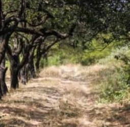 முட்கள் நிறைந்த வாழ்வு