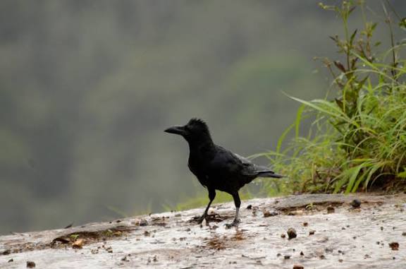 காக்கா கடி !