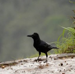 காக்கா கடி !