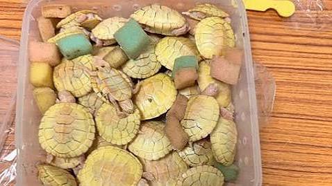 கோலாலம்பூரில் இருந்து திருச்சிக்கு கடத்திவரப்பட்ட அரியவகை ஆமைகள், உடும்புகள் பறிமுதல்: ஒருவர் கைது