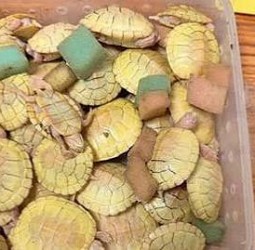 கோலாலம்பூரில் இருந்து திருச்சிக்கு கடத்திவரப்பட்ட அரியவகை ஆமைகள், உடும்புகள் பறிமுதல்: ஒருவர் கைது