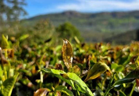 உறைபனியால் கருகிய தேயிலை செடிகள் கருகி உற்பத்தி பாதிக்கும் நிலை