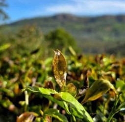 உறைபனியால் கருகிய தேயிலை செடிகள் கருகி உற்பத்தி பாதிக்கும் நிலை