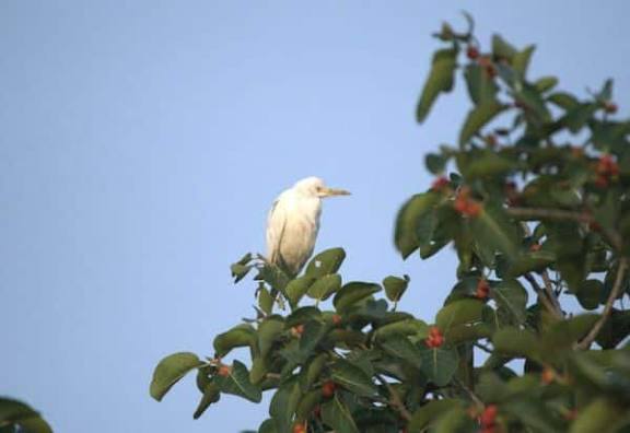 நத்தம் அருகே ஒருங்கிணைந்த பறவைகள் கணக்கெடுப்பு பணி