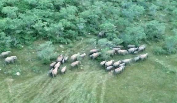 ஓசூர் வனப் பகுதியில் திக்குத் தெரியாமல் சுற்றித் திரியும் வலசை யானைகள் கூட்டம்!