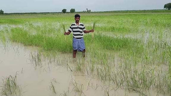 நீரில் மூழ்கிய பயிர்களை பாதுகாக்க எடுக்க வேண்டிய நடவடிக்கைகள்
