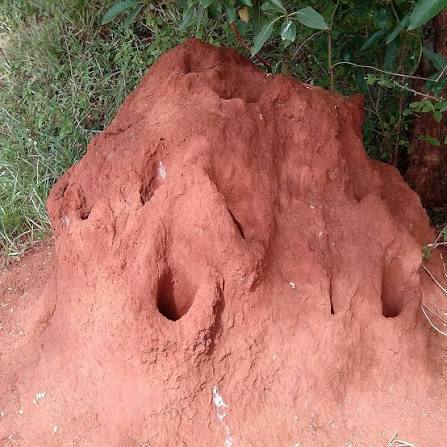 கரையான் புற்று