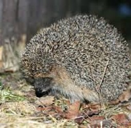 முள்ளம்பன்றிக் கோட்பாடு