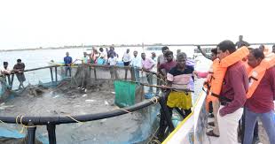 கொடுவா மீன், நண்டு, சிப்பி அறுவடை விழா: கலெக்டர் இளம்பகவத் துவக்கி வைத்து பார்வையிட்டார்