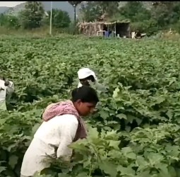 கத்தரிக்காய் விலை வீழ்ச்சி
