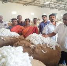 பாபநாசம் ஒழுங்குமுறை  விற்பனை கூடத்தில்  பருத்தி மறைமுக ஏலம்