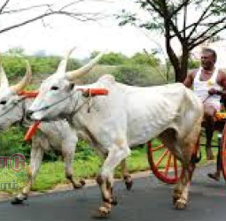 மாட்டு வண்டி மாட்டுவண்டி.....