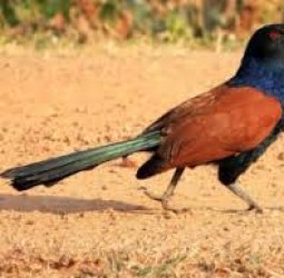 ஆண்பால் பறவை மற்றும் மிருகங்களின் உடலில் உள்ள தெய்வீக பொருட்களும் மருத்துவ பலன்களும்