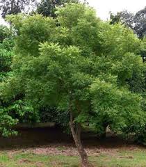 வேப்பமரம்