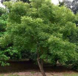 வேப்பமரம்