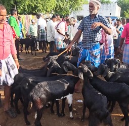 ஆடிப்பெருக்கு விழாவுக்கு  ரூ.2கோடி ஆடுகள் விற்பனை