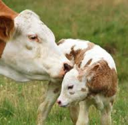 பாசப் பிணைப்பு