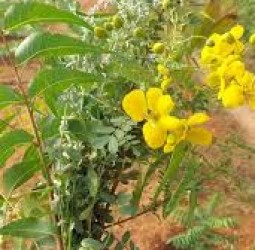 புதியன புதியன மலரும்