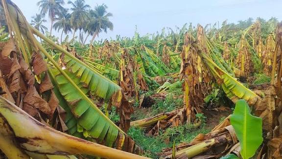 தமிழகத்தில் இதுவரை 3.5 லட்சம் வாழை மரங்கள் சேதம்’ - நிவாரணம் வழங்க கோரிக்கை