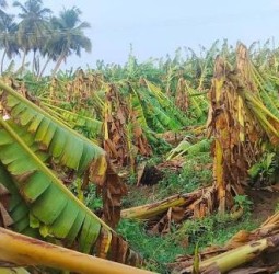 தமிழகத்தில் இதுவரை 3.5 லட்சம் வாழை மரங்கள் சேதம்’ - நிவாரணம் வழங்க கோரிக்கை