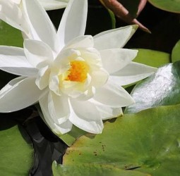 அல்லி மலர் கொண்டாட்டம்! வியக்க வைக்கும் மருத்துவ ரகசியம்!