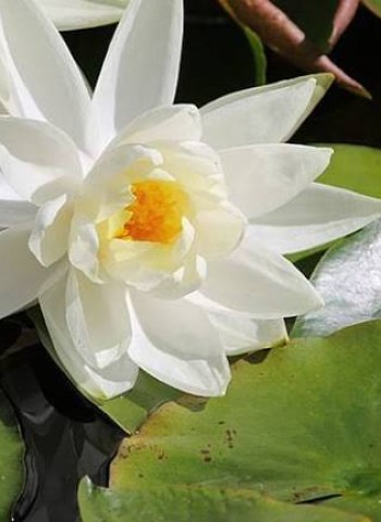 அல்லி மலர் கொண்டாட்டம்! வியக்க வைக்கும் மருத்துவ ரகசியம்!