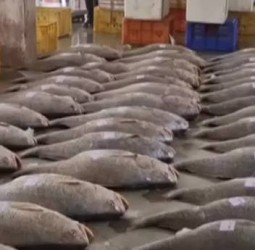 புயல் எச்சரிக்கை தடை முடிந்து கடலுக்கு சென்ற மீனவருக்கு அடித்த அதிர்ஷ்டம்