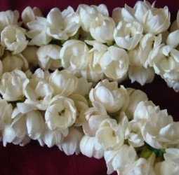 மல்லி பூ..