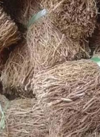 வெட்டிவேரின் மகத்துவம்!