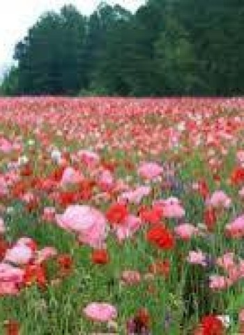 நந்தவனம்.....