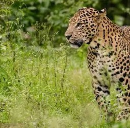 கற்களை வீசி சிறுத்தையை விரட்டிய 11 வயது சிறுவன் - உயிரை காப்பாற்றிய புத்தகப்பை