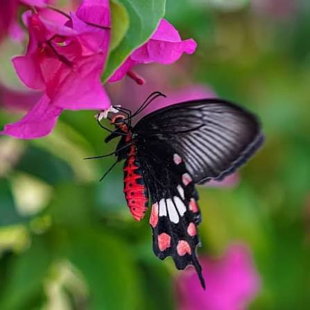 பட்டாம்பூச்சி