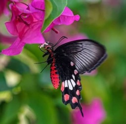 பட்டாம்பூச்சி