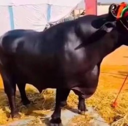 ரூ.23 கோடி எருமை மாடு உயிரிழப்பு; காப்பீட்டு தொகைக்காக கொலையா? கொந்தளித்த நெட்டிசன்கள்