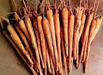 பனங்கிழங்கு