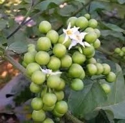 சுண்டைக்காய் – நோய் தீர்க்கும் அற்புத காய்