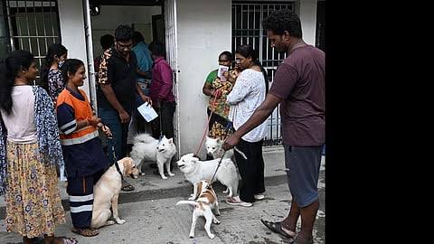 சென்னை மாநகராட்சி சார்பில் 3,000 செல்லப் பிராணிகளுக்கு ஒரே நாளில் மைக்ரோ சிப் பொருத்தம்