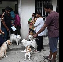 சென்னை மாநகராட்சி சார்பில் 3,000 செல்லப் பிராணிகளுக்கு ஒரே நாளில் மைக்ரோ சிப் பொருத்தம்