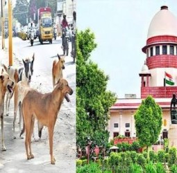 தெரு நாய்க்கடி விவகாரம் தமிழக அரசு பிரமாணப் பத்திரம் தாக்கல்