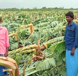 நெல்லைமாவட்டத்தில் கனமழையால் வாழை பயிர்கள் சேதம்