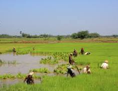 வயல்வெளி