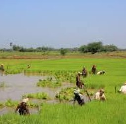 வயல்வெளி