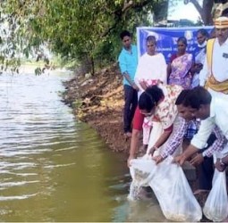 சிவகங்கை மாவட்ட நீர் நிலைகளில் மீன் குஞ்சுகள் இடும் நிகழ்வு