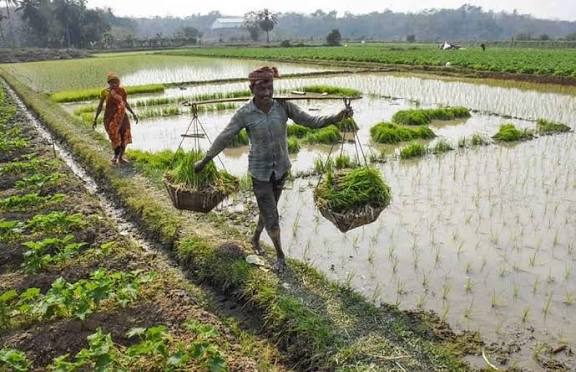 சம்பா பயிர்க் காப்பீடு நவ.30 வரை கால நீட்டிப்பு!