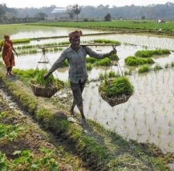 சம்பா பயிர்க் காப்பீடு நவ.30 வரை கால நீட்டிப்பு!