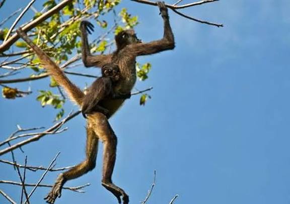 மனிதமனம் குரங்கு