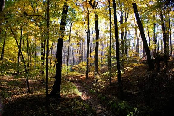 வனவாசம் !