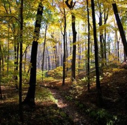 வனவாசம் !