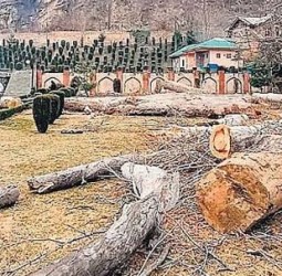 ம.பி.: ரயில்வே திட்டத்திற்காக வெட்டப்படும் 1.24 லட்சம் மரங்கள்!